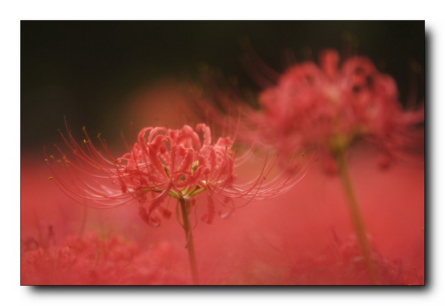 曼珠華沙的花語(yǔ)是什么？